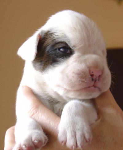 White Boxer Puppy