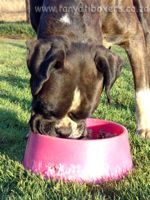 BARF feeding (Bone And Raw Food) is the only way Tanyati Boxers are fed!