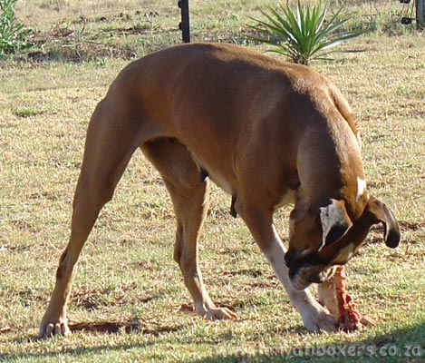 BARF feeding (Bone And Raw Food) is the only way Tanyati Boxers are fed!
