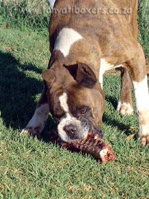 BARF feeding (Bone And Raw Food) is the only way Tanyati Boxers are fed!