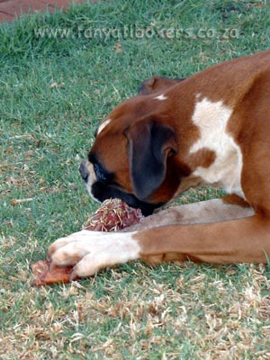BARF feeding (Bone And Raw Food) is the only way Tanyati Boxers are fed!