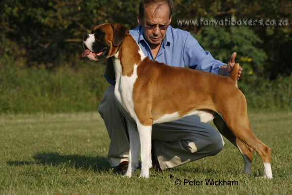 Ch Thasrite Red Bull