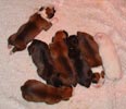 Tanyati S Litter