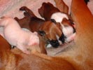 Tanyati S Litter
