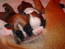 Tanyati S Litter