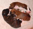 Tanyati S Litter