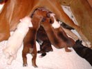 Tanyati S Litter