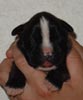 S Litter Brindle Girl 1