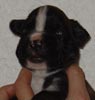 S Litter Brindle Girl 1