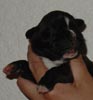 S Litter Brindle Girl 2