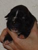 S Litter Brindle Girl 2