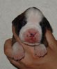 S Litter Fawn Male