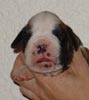S Litter Fawn Male