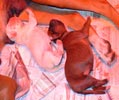 Tanyati T Litter