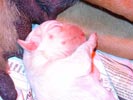 Tanyati T Litter