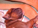 Tanyati T Litter