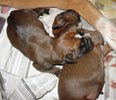 Tanyati T Litter