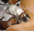 Tanyati T Litter