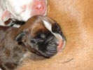 Tanyati T Litter