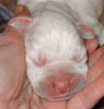 Tanyati T Litter
