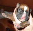 Tanyati T Litter