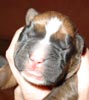 Tanyati T Litter