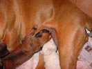 Tanyati T Litter