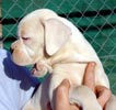 Tanyati T Litter