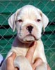 Tanyati T Litter