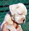 Tanyati T Litter