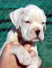 Tanyati T Litter
