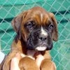 Tanyati T Litter