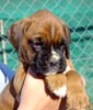 Tanyati T Litter