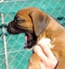 Tanyati T Litter