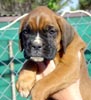 Tanyati T Litter
