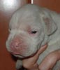 Tanyati T Litter