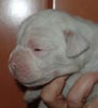 Tanyati T Litter