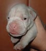 Tanyati T Litter