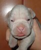 Tanyati T Litter