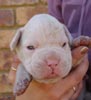 Tanyati T Litter