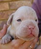Tanyati T Litter