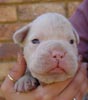 Tanyati T Litter