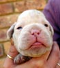 Tanyati T Litter