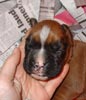 Tanyati T Litter