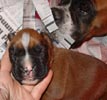 Tanyati T Litter