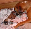 Tanyati T Litter