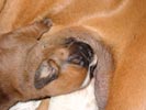 Tanyati T Litter