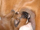Tanyati T Litter