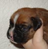 Tanyati T Litter