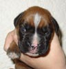 Tanyati T Litter